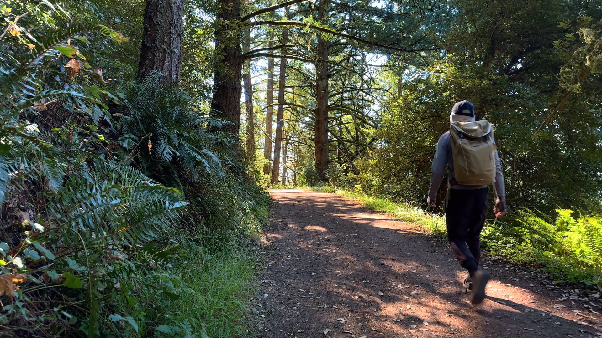 Purisima Creek Redwoods | North Ridge Trail